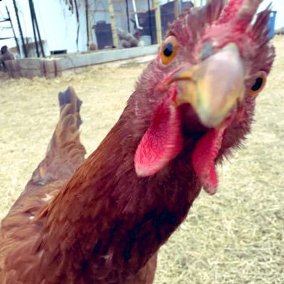 chickenwing_59's profile picture. 