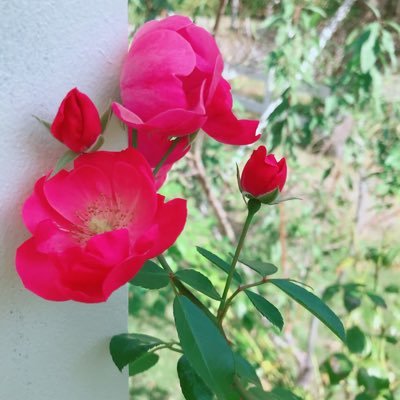 誰にどう見られるかとか、世間体とか、そんなことはどうだっていい。 嫌われないように足掻いても嫌われるし、好かれようと頑張ったって好かれない時もある。 自分を飾らず、ありのままを受け入れてくれる人を心から愛せれば、それでいい。 。 。。。by 平井大