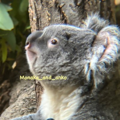 Monaka_and_anko's profile picture. ZOO活垢。推し🐨ホリー族（中でも最推しはおもち）、タイチ、だいふく、インディコ、ピーター等。無言フォローご自由に❤️ フォロー外す際はブロックでお願いします。リムは❌