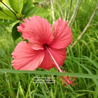 syiffaauliadew1's profile picture. 