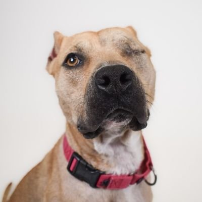 Social organisations aimed at rescuing stray dogs and rehabilitate them