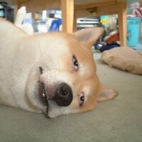 ▶▶API停止中◀◀ ぱっぱらぴー(相互フォローできない犬) (@pa_pa_ra) 's Twitter Profile