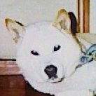 こんたろ (@contaro_rene) 's Twitter Profile