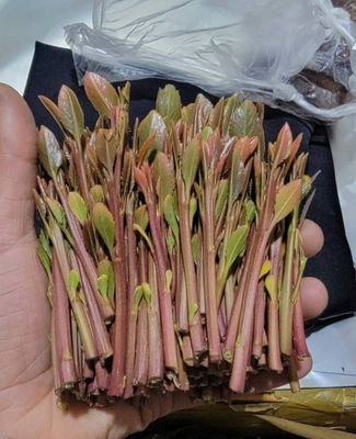 hnsh_qys's profile picture. احب السوالب  والمتحررين والمحرومات أحب المتعه بكل الونها فحل رقم 1 علا مستوا اليمن