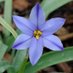 Ipheion peregrinans (@ipheionpgrinans) Twitter profile photo Ipheion peregrinans (@ipheionpgrinans) Twitter profile photo