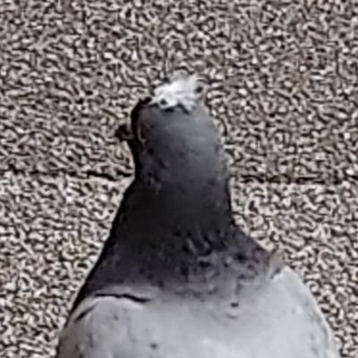 むきPさんのプロフィール画像