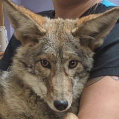 22 Introspective thoughts of a purple coyote not an AD