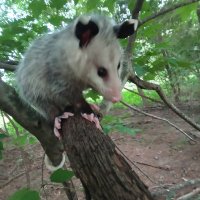 Opossum Nationalism (@opossumwaffen) 's Twitter Profile