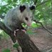 Opossum Nationalism (@opossumwaffen) Twitter profile photo Opossum Nationalism (@opossumwaffen) Twitter profile photo