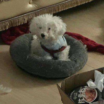 JoyWood735130's profile picture. 