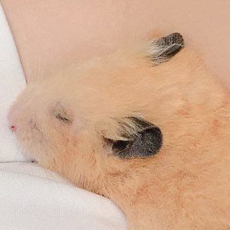 マヨネちゃんさんのプロフィール画像