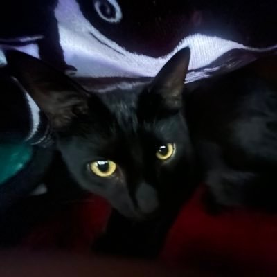 amay4d's profile picture. 21 ✩ ⚥ ︱$4mayad 💋