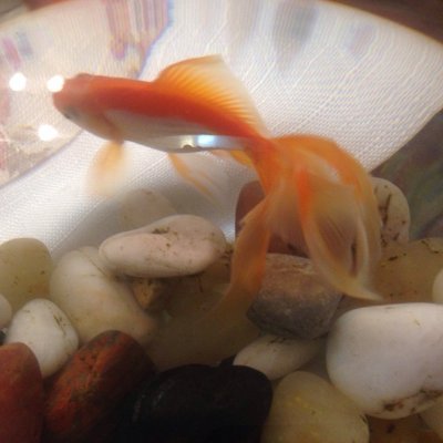 georgiangigi's profile picture. IRAN IRAN IRAN