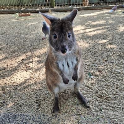 Janggunnjay's profile picture. 