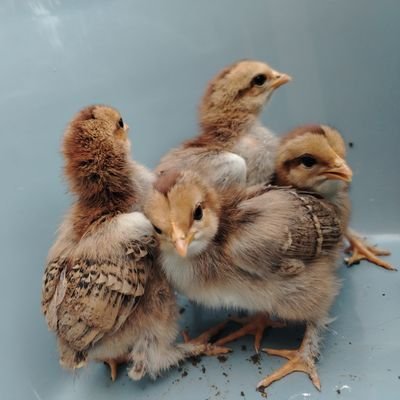 DjordjeBla86's profile picture. 