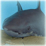 @Megalodon888CS