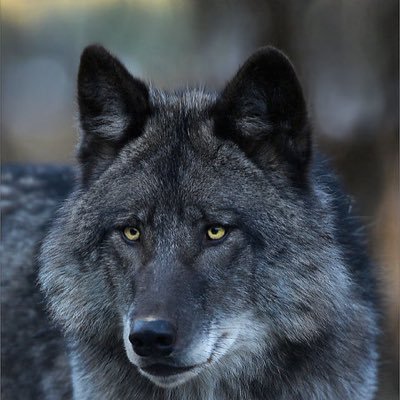 I think all animals are pretty cool. I love wolves and other animals. I love watching movies, my newest favorite is the twilight saga movies. I love reading btw
