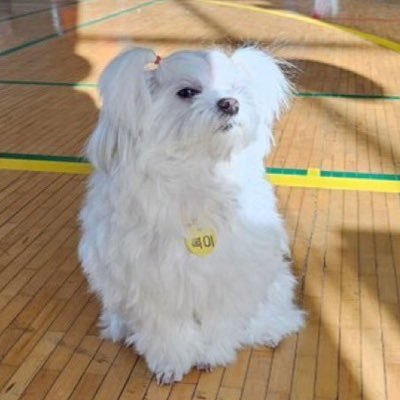 iiinpal2's profile picture. #idntt