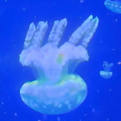 IsyreDoitsu's profile picture. I just post art that I have confidence in posting here.