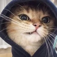 Li runs fast (@recarvalhooo) 's Twitter Profile