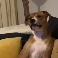 Cryptajli (@coinstocksnip) 's Twitter Profile