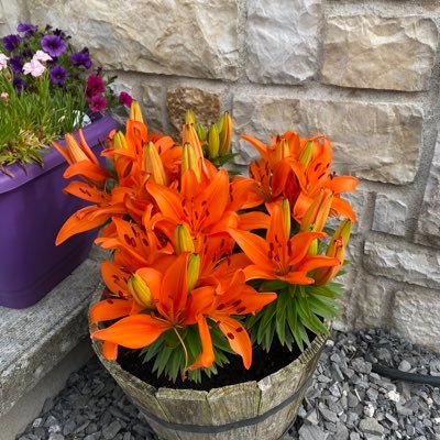 RagingBull170's profile picture. Darts and Football lover GAWA WATP Love Rock n Roll