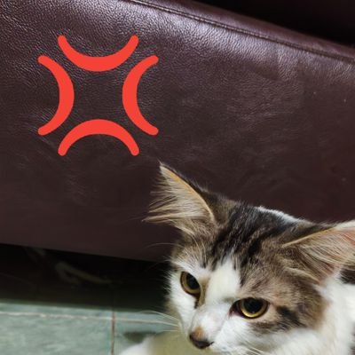 wahyu_337's profile picture. $ZKP