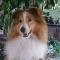 Britt Olsson (@doggiewalker17) 's Twitter Profile Photo