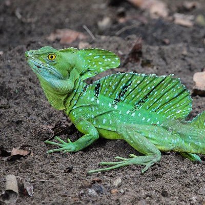 gormbling83093's profile picture. I draw animals