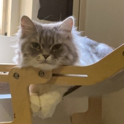 Rn515ad's profile picture. لحد يجي خاص