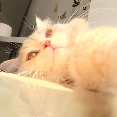 HanLinGuli's profile picture. 深圳没有四爱老婆