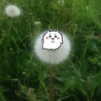 Ferah (@ferha78) 's Twitter Profile