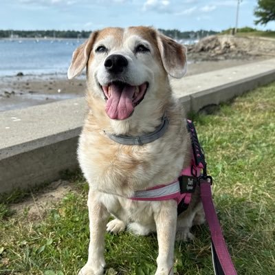 Sports Book Capper, Join the discord and come make some money with us. This Dog won't lead you a stray