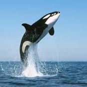 Orca is a kind of dolphin that preys on Sharks and Whales. The true apex predator in the Oceans. 👑🌊