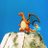 Charizard Capital avatar