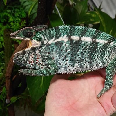 3levisMi's profile picture. 爬虫類たくさん飼ってます。
ヤモリとトカゲと時々ヘビ