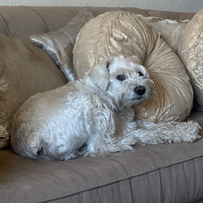 Ozielitoo's profile picture. 