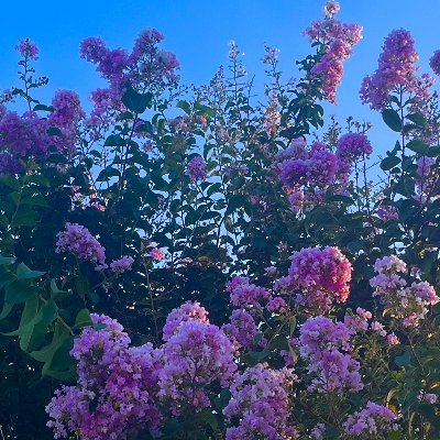 meloninguh's profile picture. She/They