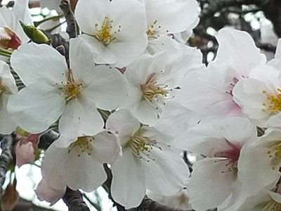 ダーツを好きすぎる結果…嫌い…でも好き
復帰してから全力で投げてます!2003年に怪我でイップス発症(*´ω`*)2022年大病を期にダーツ熱が復活!地道に頑張ります٩(๑òωó๑)۶