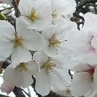 茶々丸110￥ (@z3iqfcvsszs7wn4) Twitter profile photo