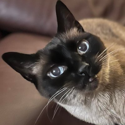 DgafKITTY's profile picture.