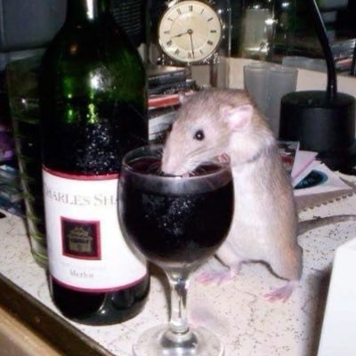 ratolura's profile picture. Ta achando que a vida é um morango?