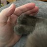 kristen_capalbo's profile picture. X-ray tech. Love my family and friends. Fan of animals, sports and pop culture. ❤️ my 🐈s. Petrified of balloons 😱