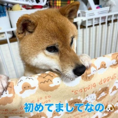 Meet $SUI the Shiba Inu. The new dog adopted by RikoMama 🐶
0x611e223900798e1278ef1378422204fb59393e9d