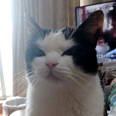 Ukqwv6BEGP70219's profile picture. 犬派だけど飼い猫がいます　なろう小説おすすめは転生アラサー女子
