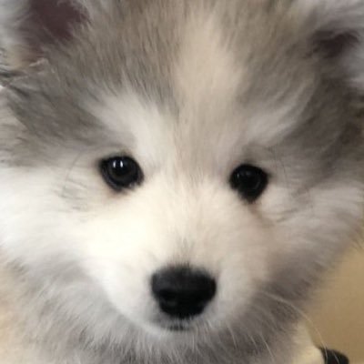 히비さんのプロフィール画像