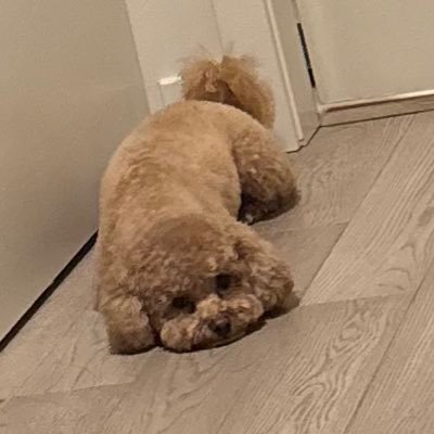 Michell40935264's profile picture. 🇨🇦⛸🕊️🎆old account: @zuzu983