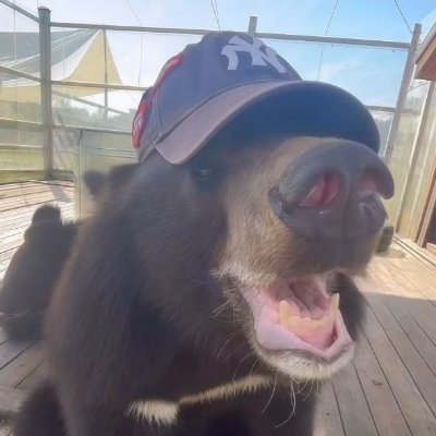 Bear country • I kinda just have this for friends on here • 31 y.o. • He/They • NSFW 🔞