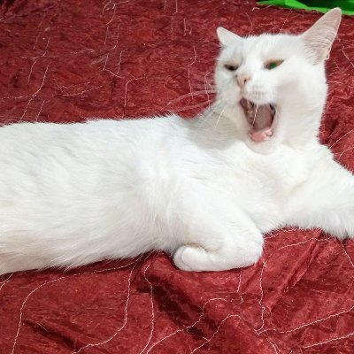 car1583's profile picture. 🫰🥂👁️🧡💫