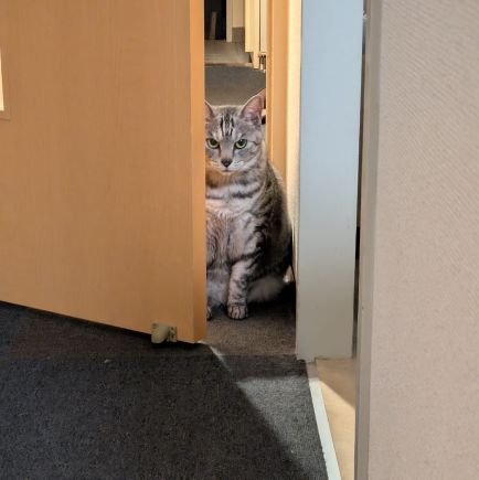 YouTubeもXも始めました😁
ゲーム、ココ(保護猫)、料理etc…の動画等をアップして行きます。
積極的にフォローバックします。
初心者ですが皆様宜しくお願い致します🙇
DMの返信は遠慮させて頂きます。